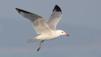 Audouin`s Gull