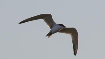 Gull-billed Tern