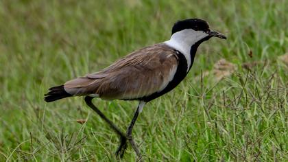 Spur-winged Lapwing