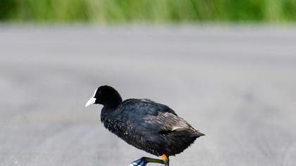 Eurasian Coot
