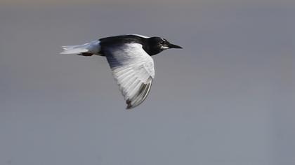 White-winged Tern