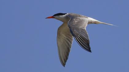Common Tern