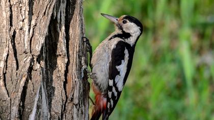 Syrian Woodpecker