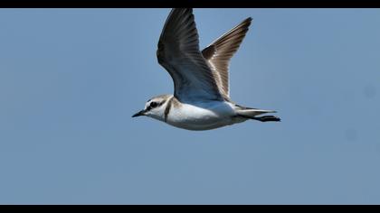 Kentish Plover