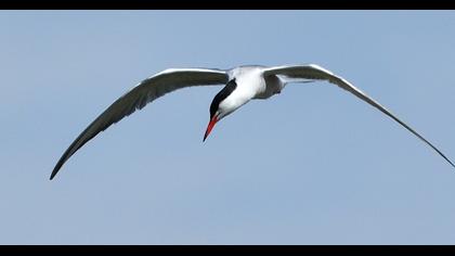 Common Tern