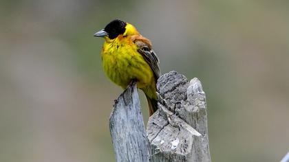 Black-headed Bunting