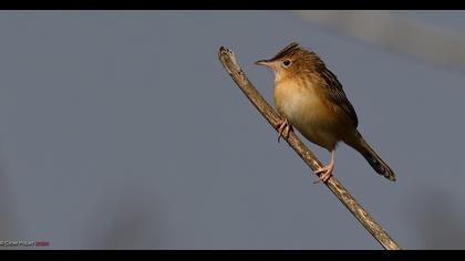 Zitting Cisticola