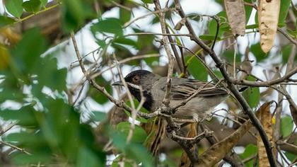 Rüppell`s Warbler