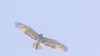 Short-toed Snake Eagle