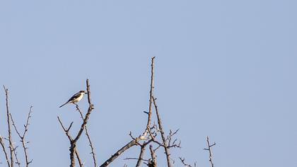 Woodchat Shrike