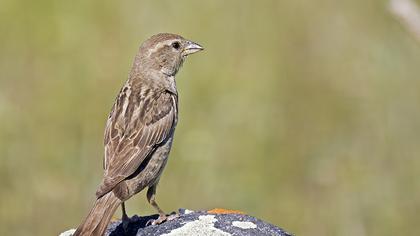 Rock Sparrow
