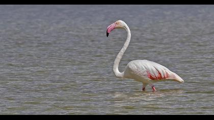 Greater Flamingo