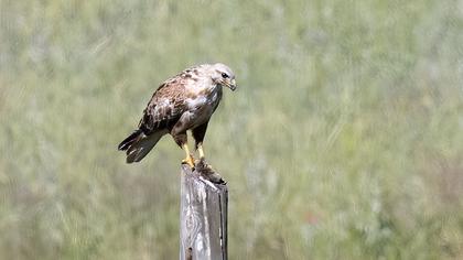 Long-legged Buzzard