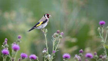 European Goldfinch