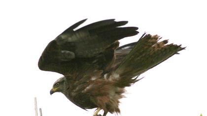 Black Kite