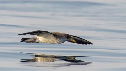 Scopoli`s Shearwater