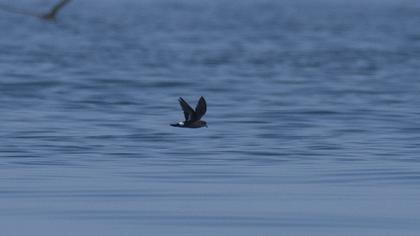 European Storm Petrel