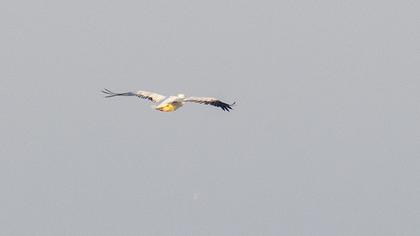 Dalmatian Pelican