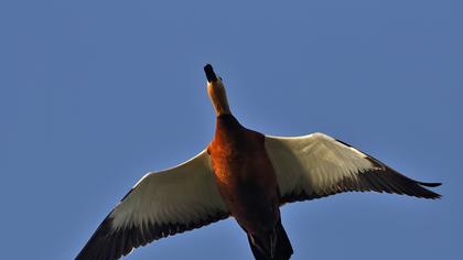 Ruddy Shelduck