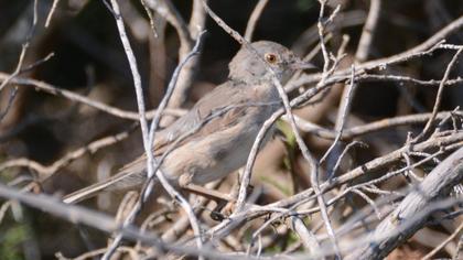 Subalpine Warbler