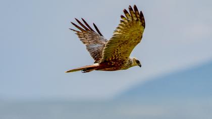 Western Marsh Harrier