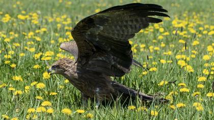 Black Kite