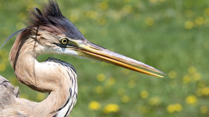Purple Heron