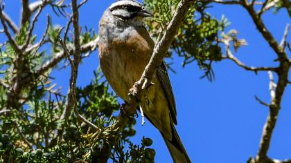 Rock Bunting