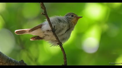 Red-breasted Flycatcher