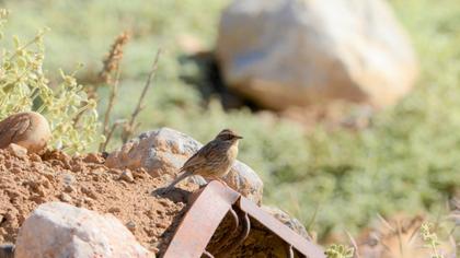 Radde`s Accentor
