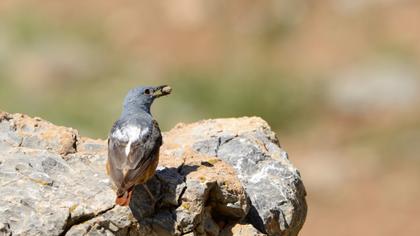 Common Rock Thrush