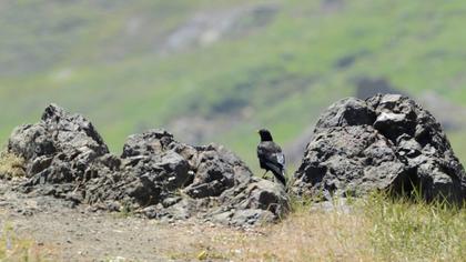Alpine Chough