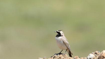 Horned Lark