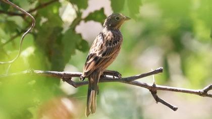 Cretzschmar`s Bunting