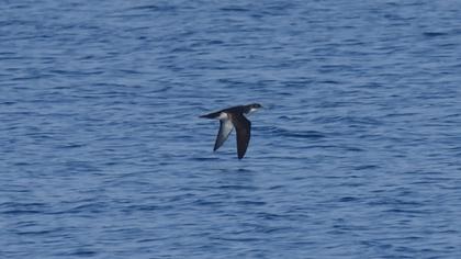 Yelkouan Shearwater