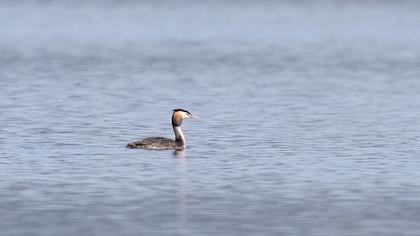 Great Crested Grebe