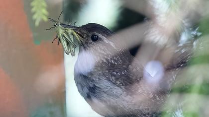 Eurasian Wren