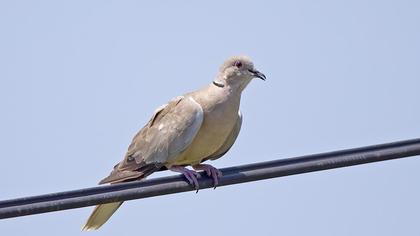 Eurasian Collared Dove