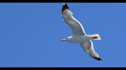 Yellow-legged Gull