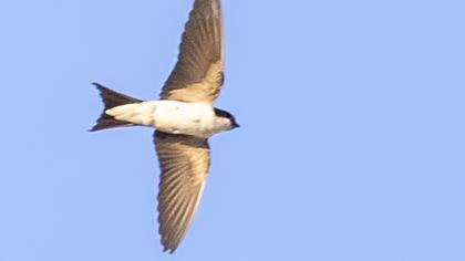 Common House Martin