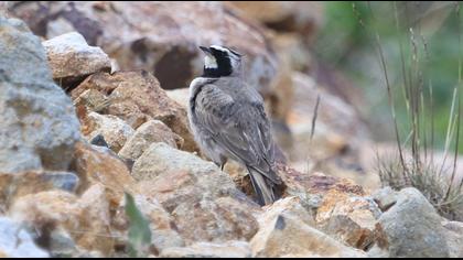 Horned Lark