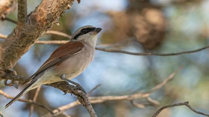 Red-backed Shrike