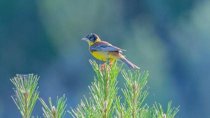 Black-headed Bunting