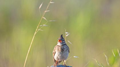 Crested Lark