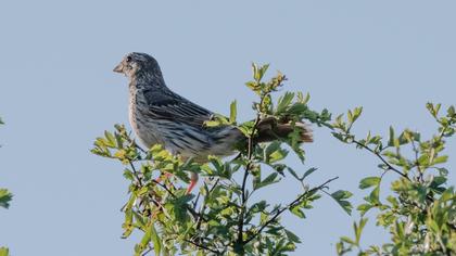 Corn Bunting