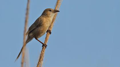 Iraq Babbler