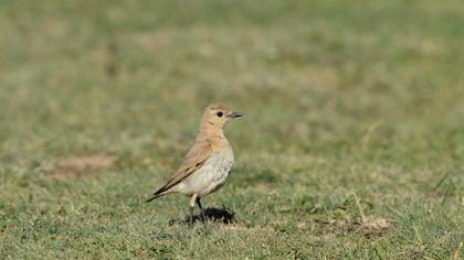 Isabelline Wheatear