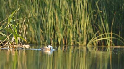 White-headed Duck