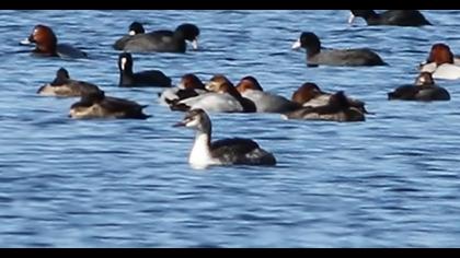 Horned Grebe