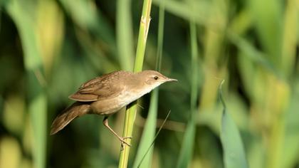 Savi`s Warbler